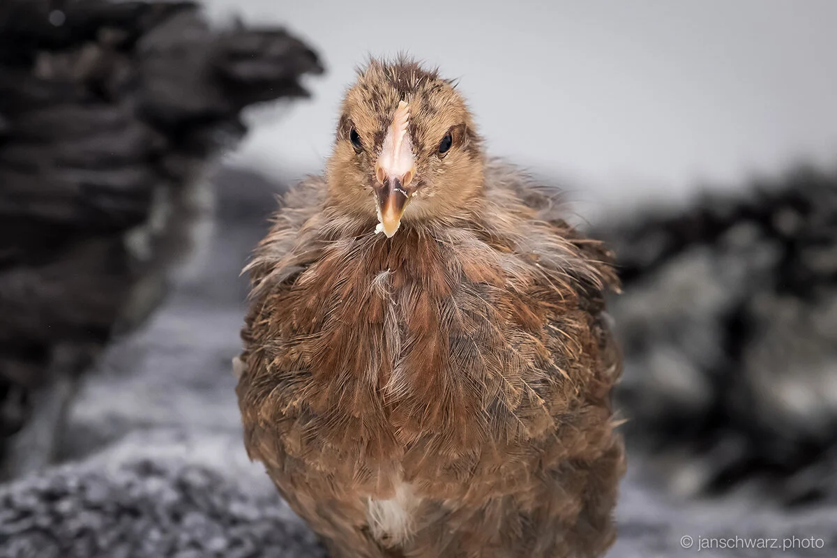 chicks_170416_057.jpg