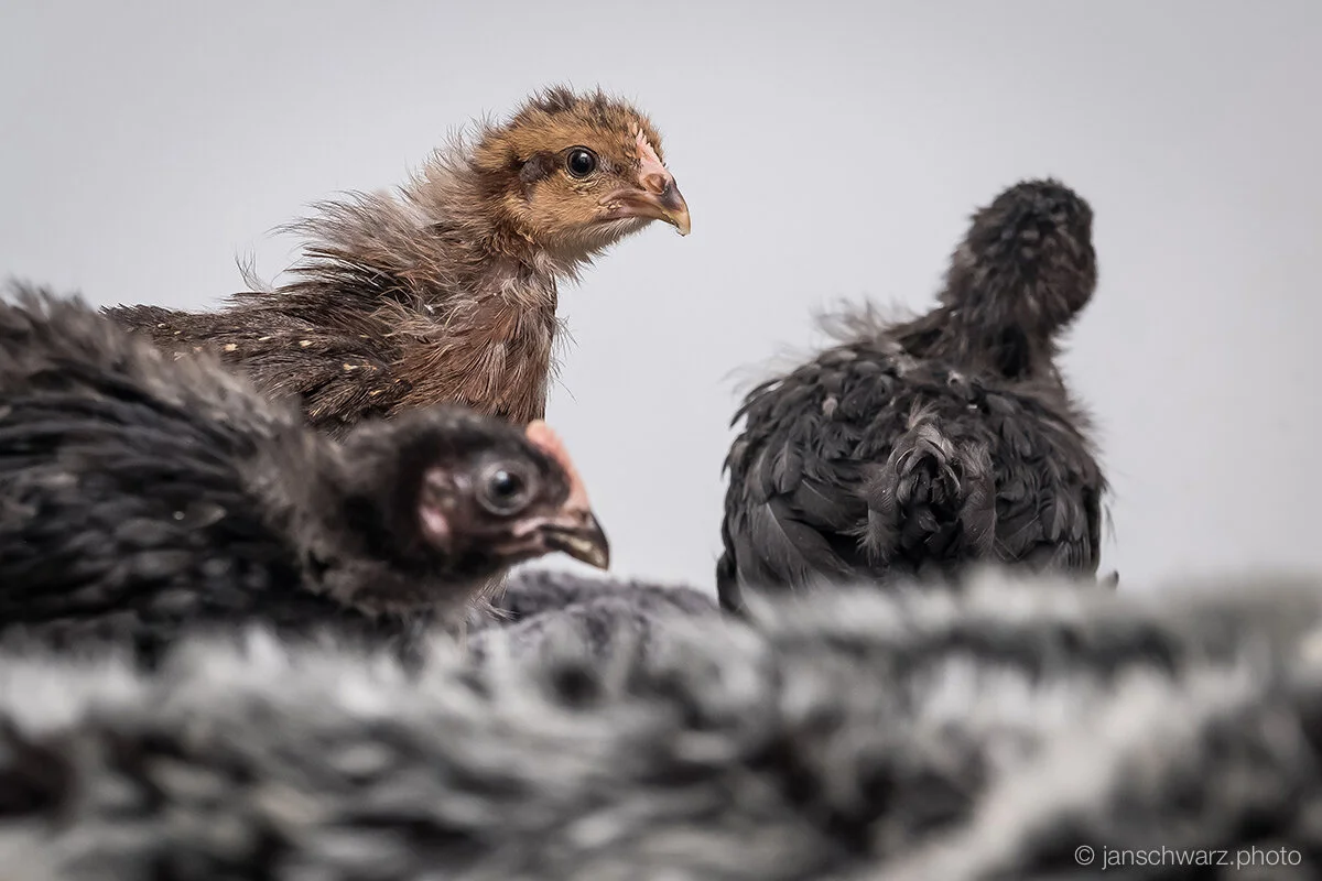 chicks_170416_062.jpg