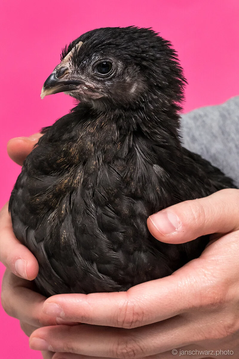 chicks_170501_051.jpg