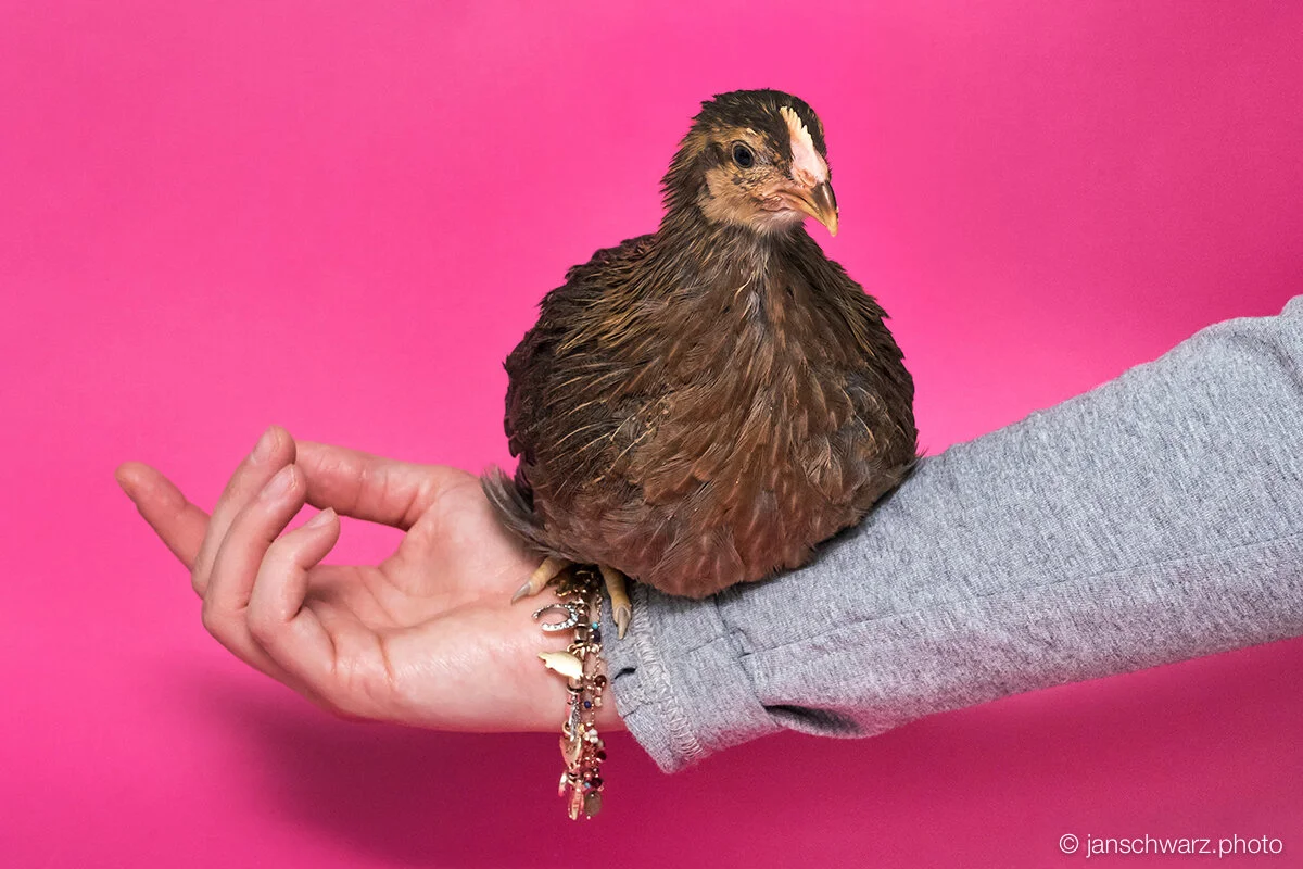 chicks_170501_087.jpg