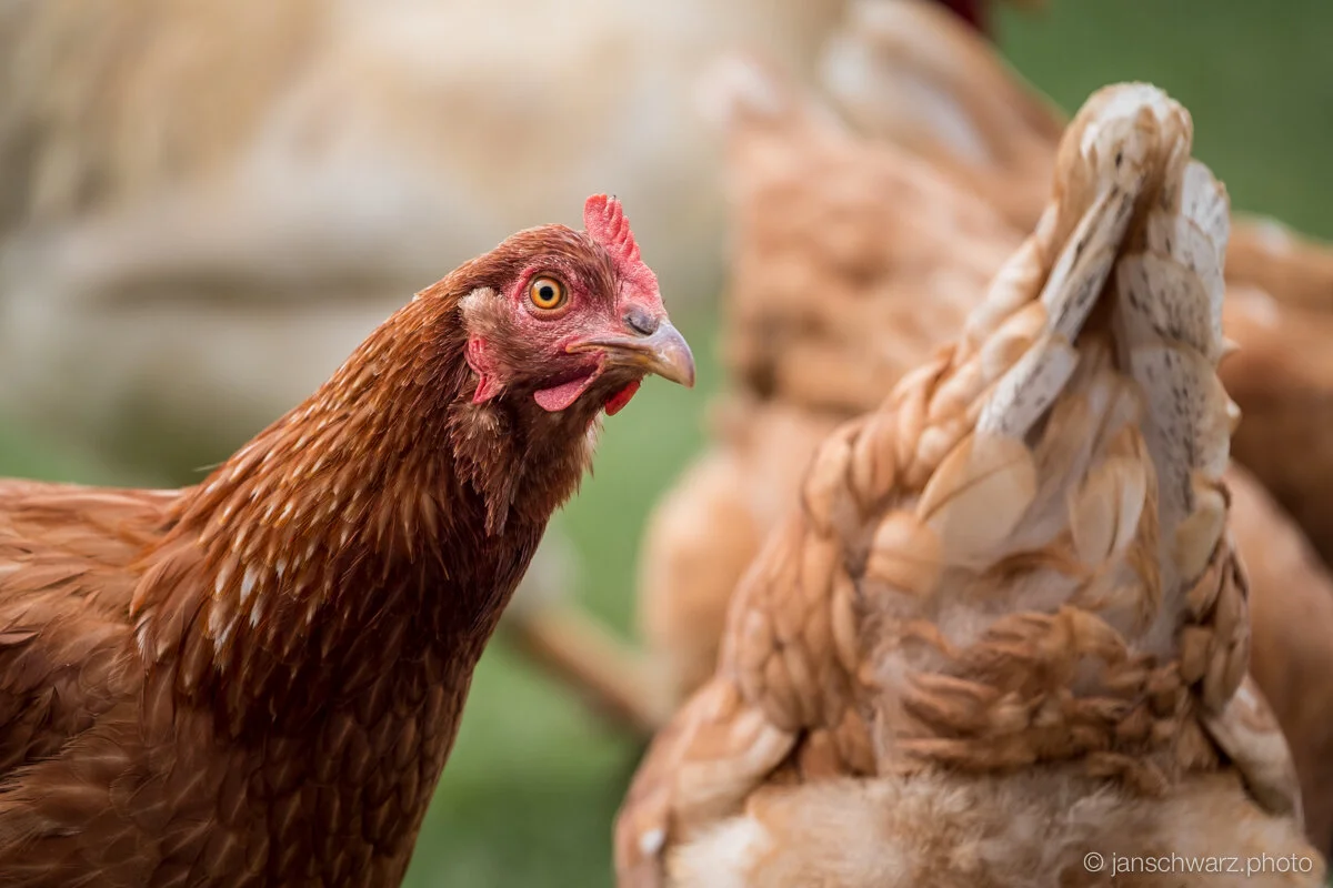 chicks_170501_094.jpg