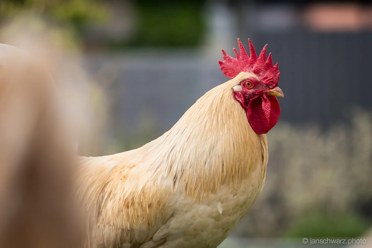 chicks_170501_109.jpg