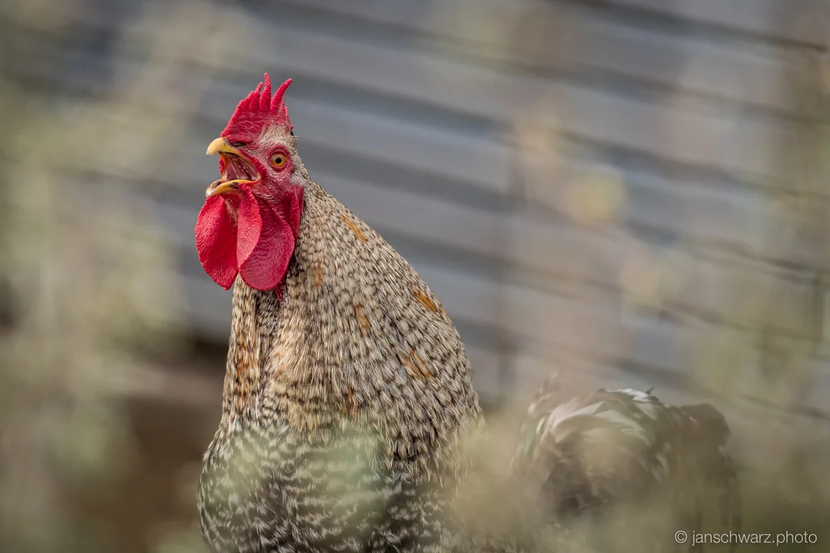 chicks_170501_138.jpg