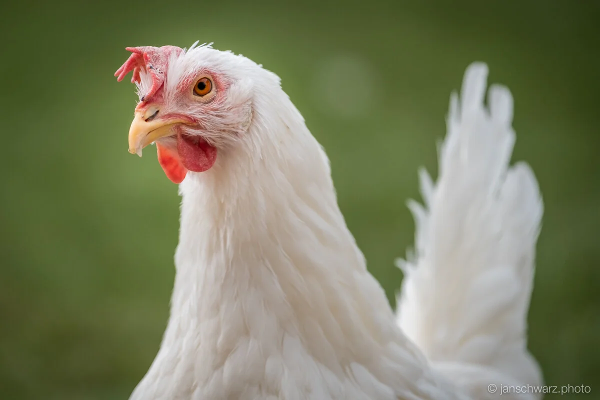 chicks_170501_169.jpg