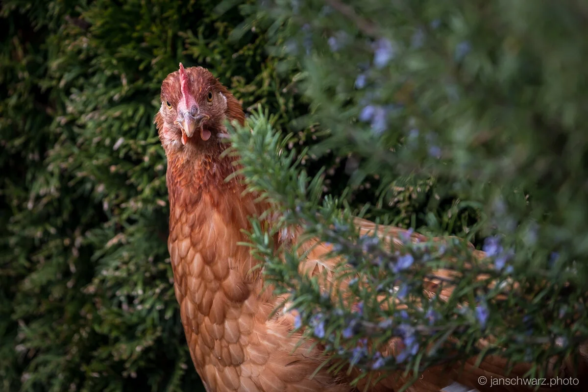 chicks_170501_151.jpg