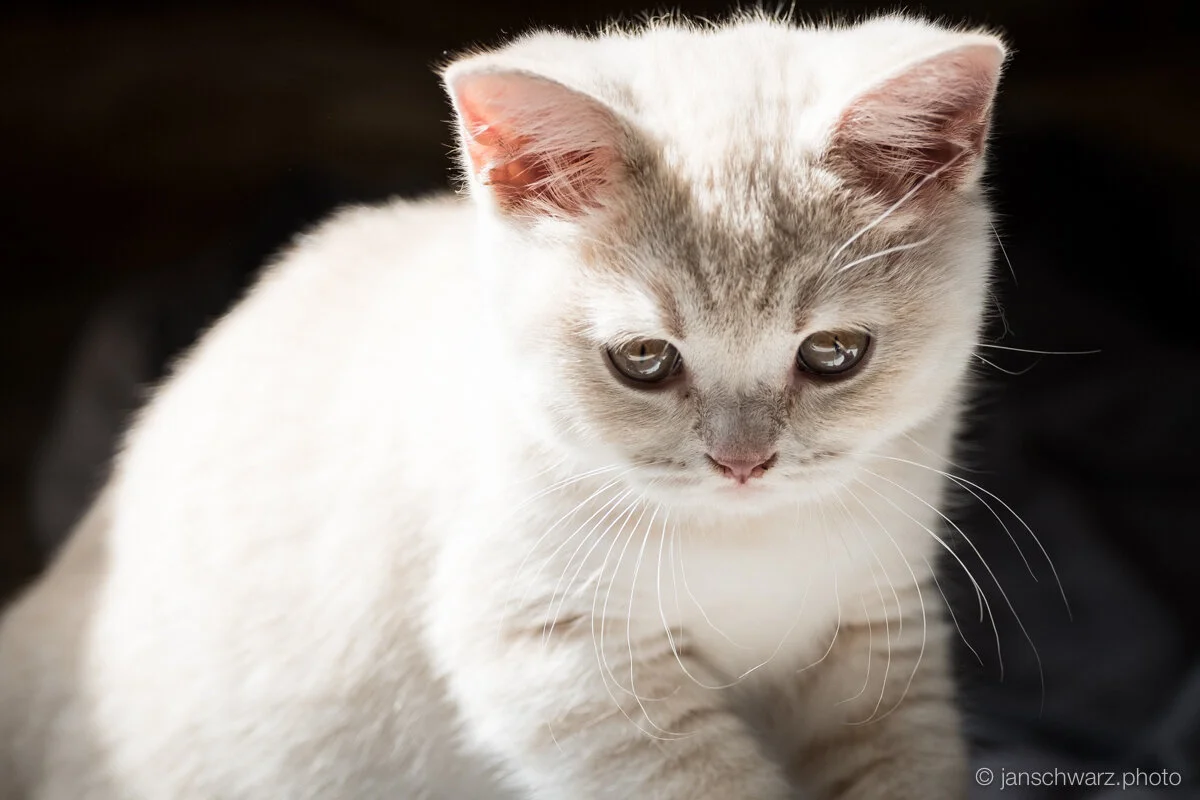 gizmogli_140915_090.jpg