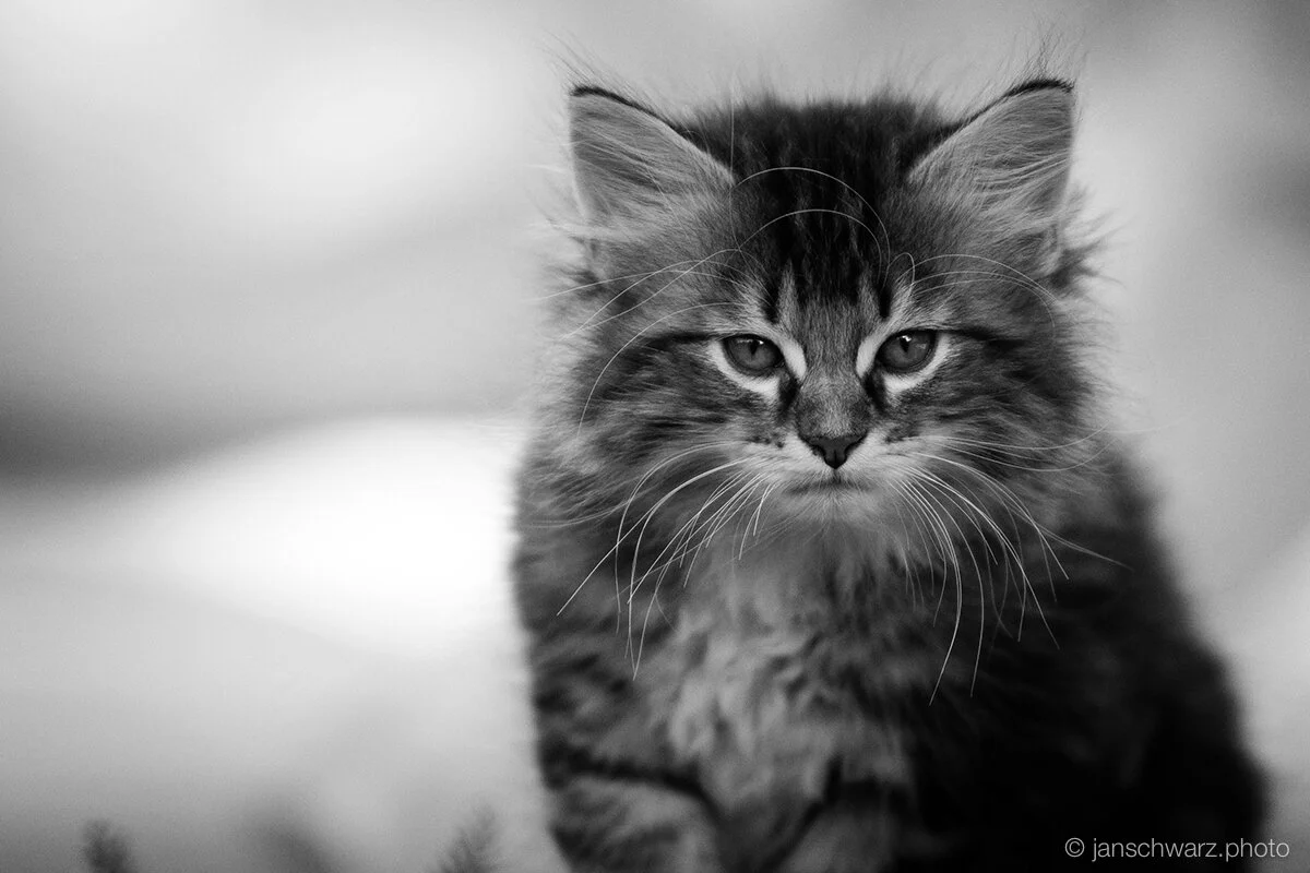 kitten_100811_006.jpg