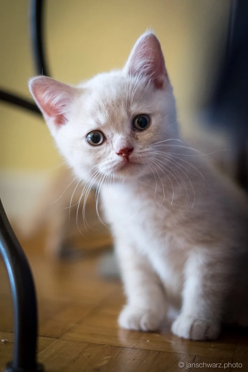 kitten_140811_021.jpg