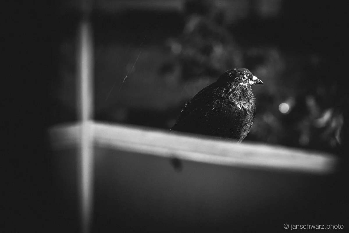 taubsies_160617_021.jpg