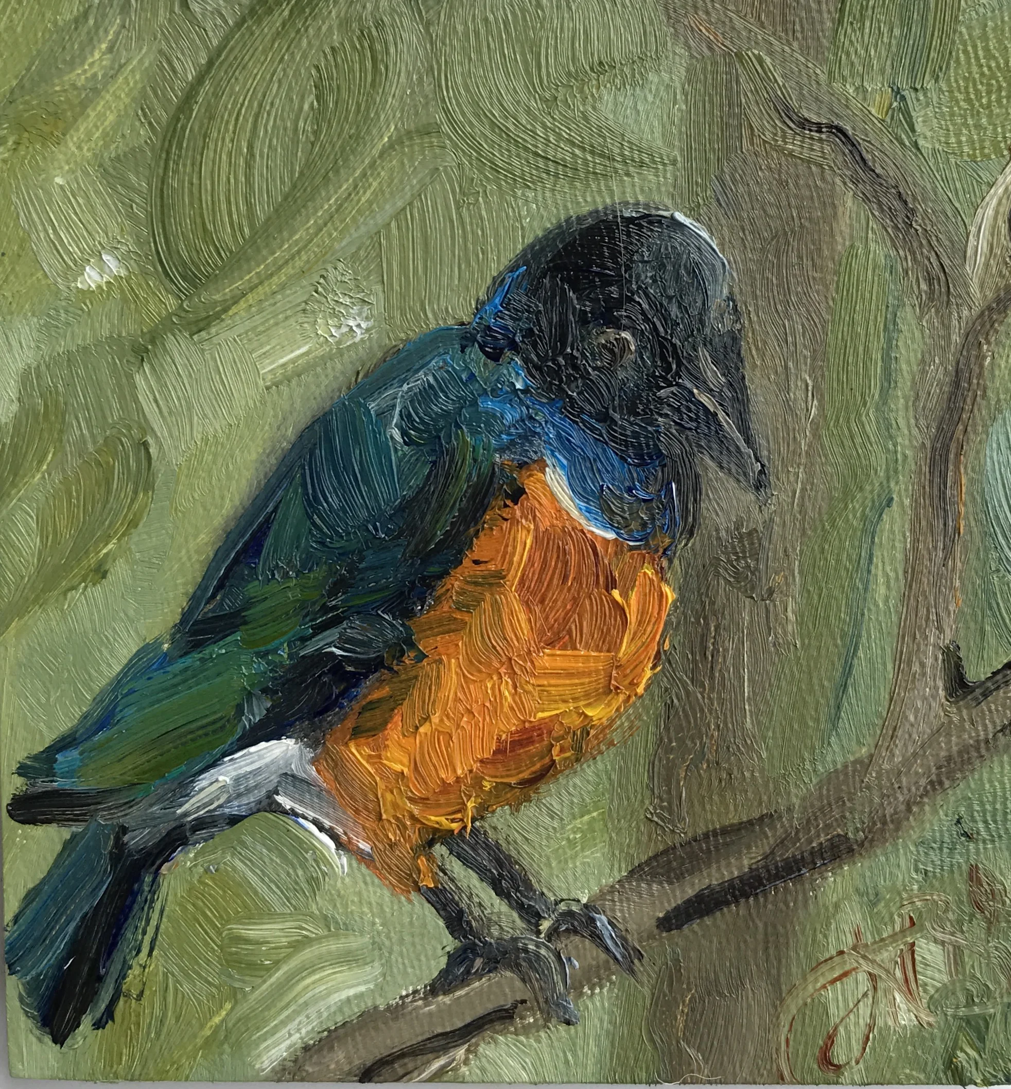 Superb Starling