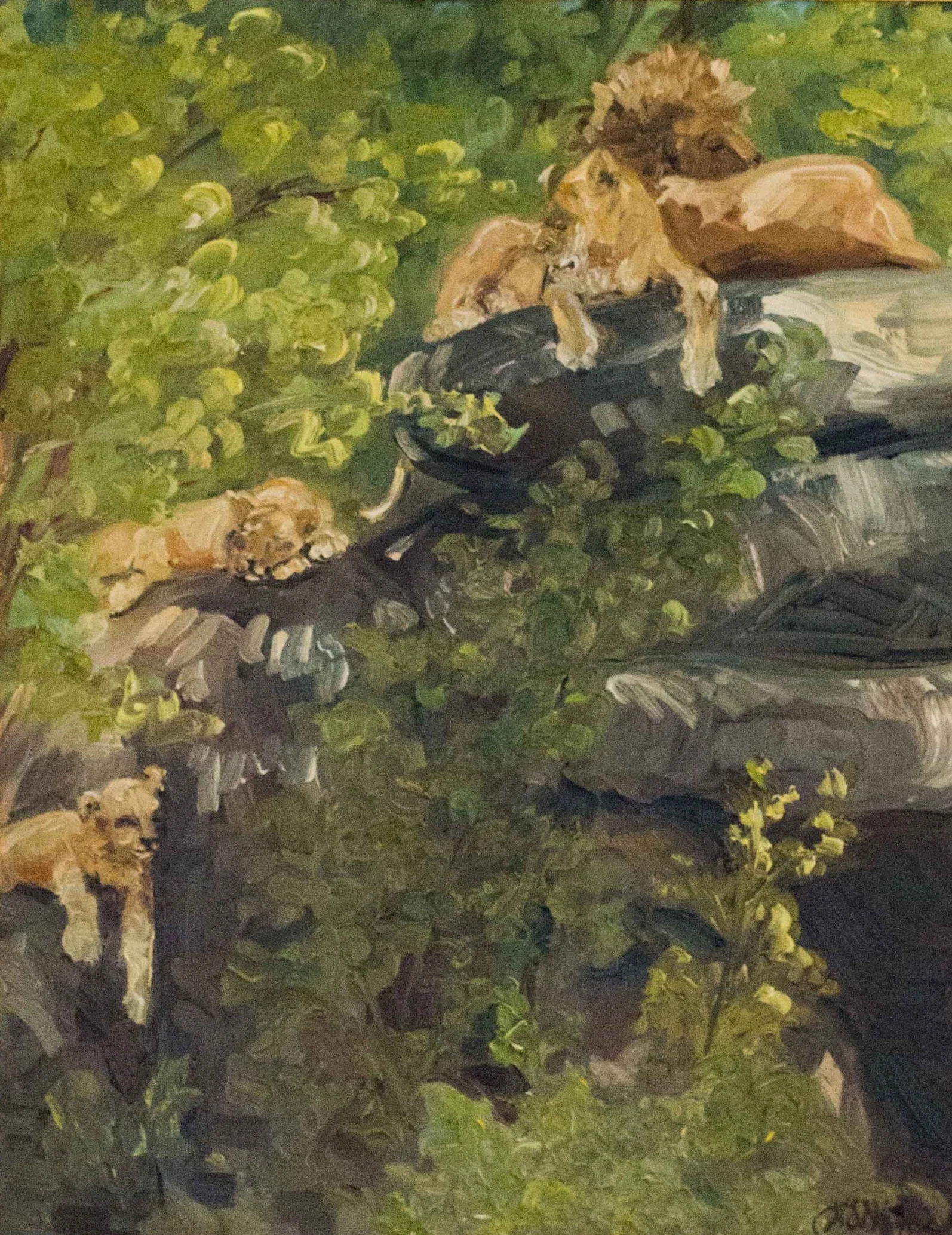 Family Portrait - Lions at Zoo Atlanta