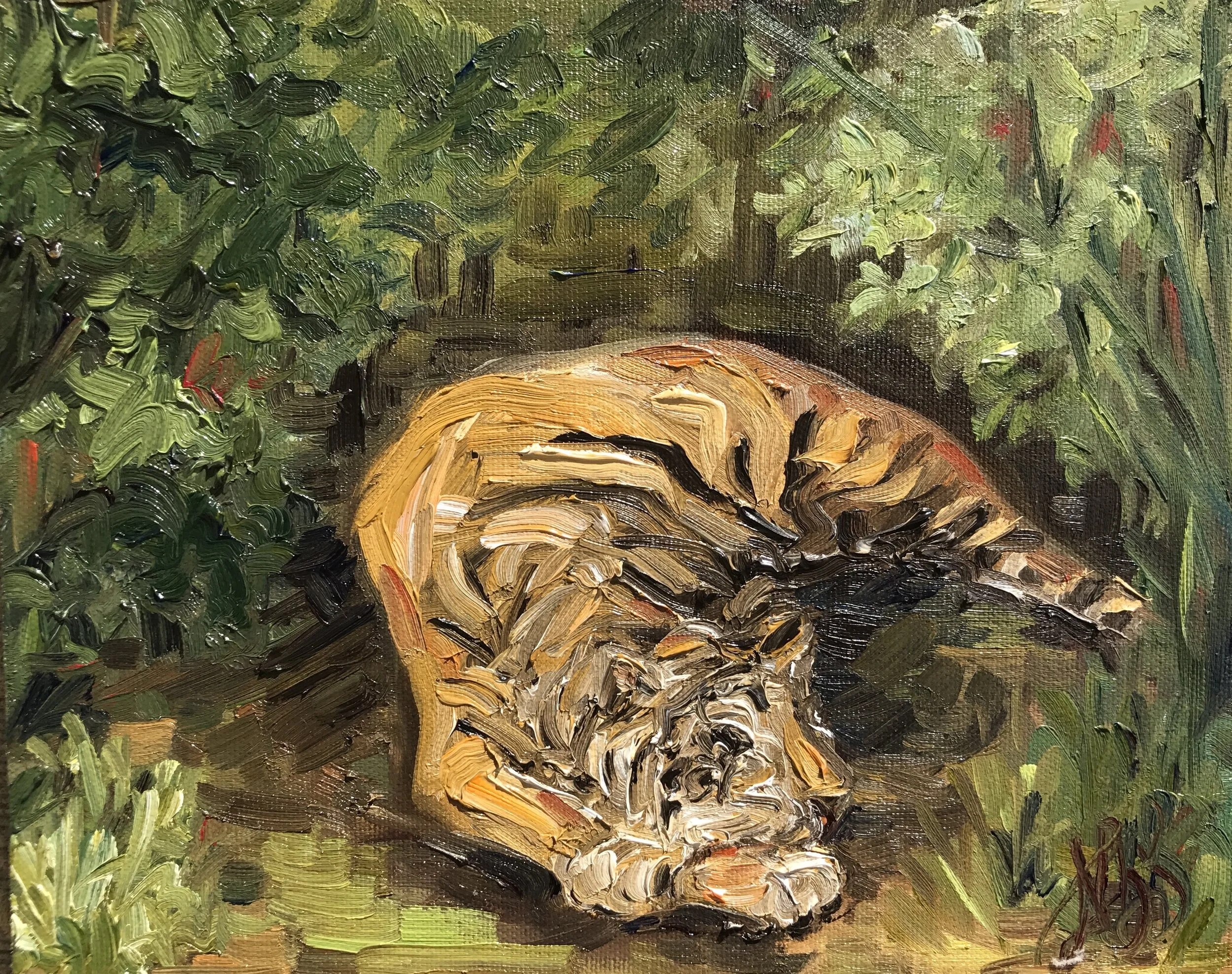 Chelsea - Summatran Tiger at Zoo Atlanta