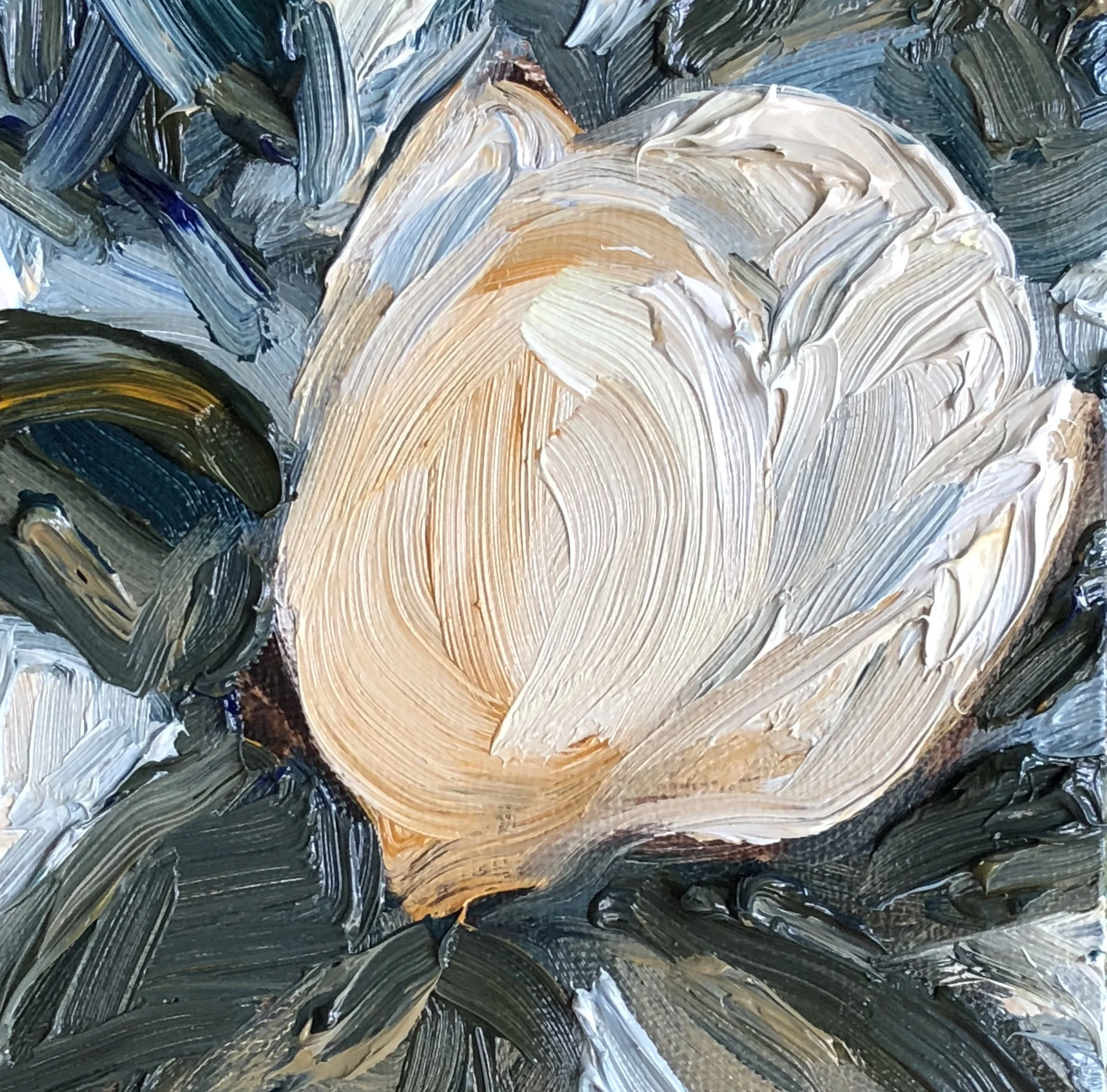 Magnolia Bloom, 4" x 4", oil on panel