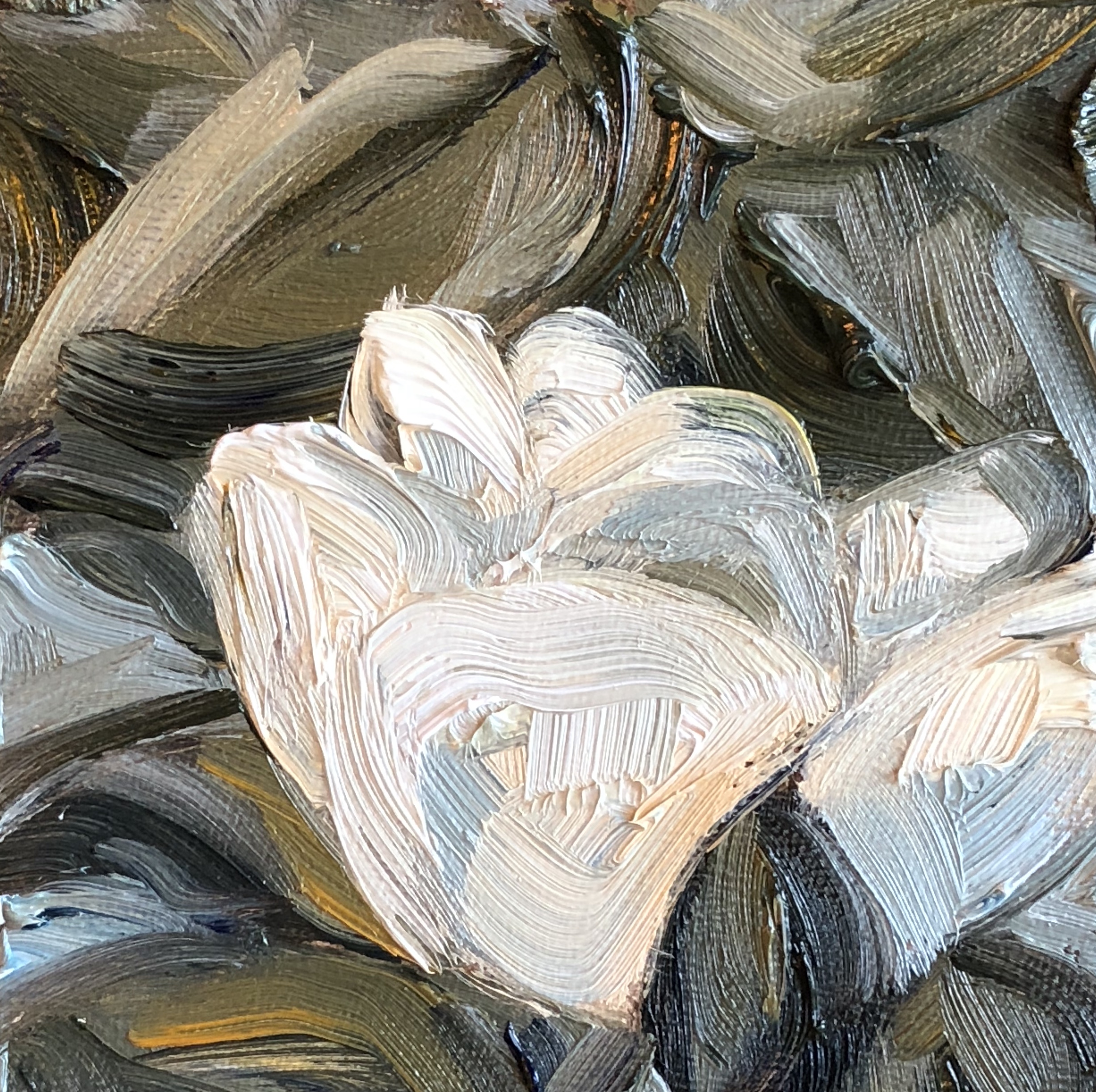 Magnolia in Bloom, 4" x 4", oil on panel