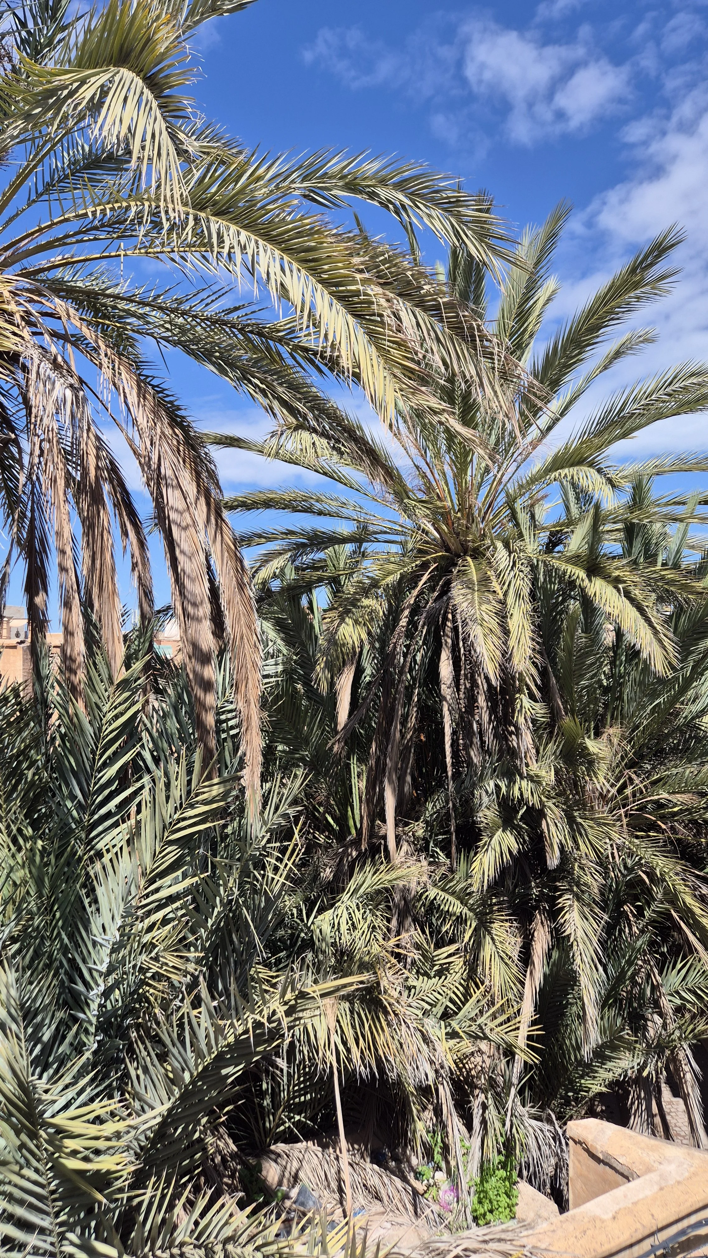 asamaya_concept_souk_collection-vente_marrakech (1).jpg