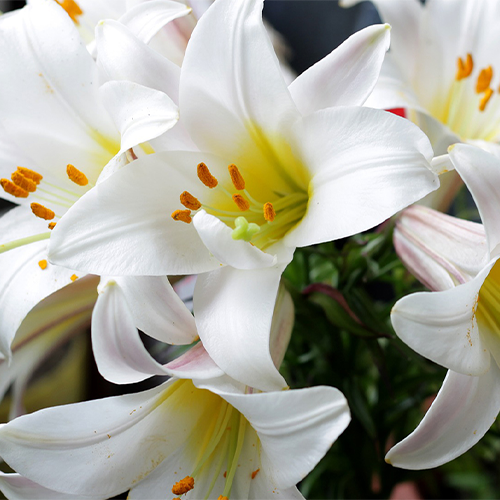 Easter Flowers-lily.png