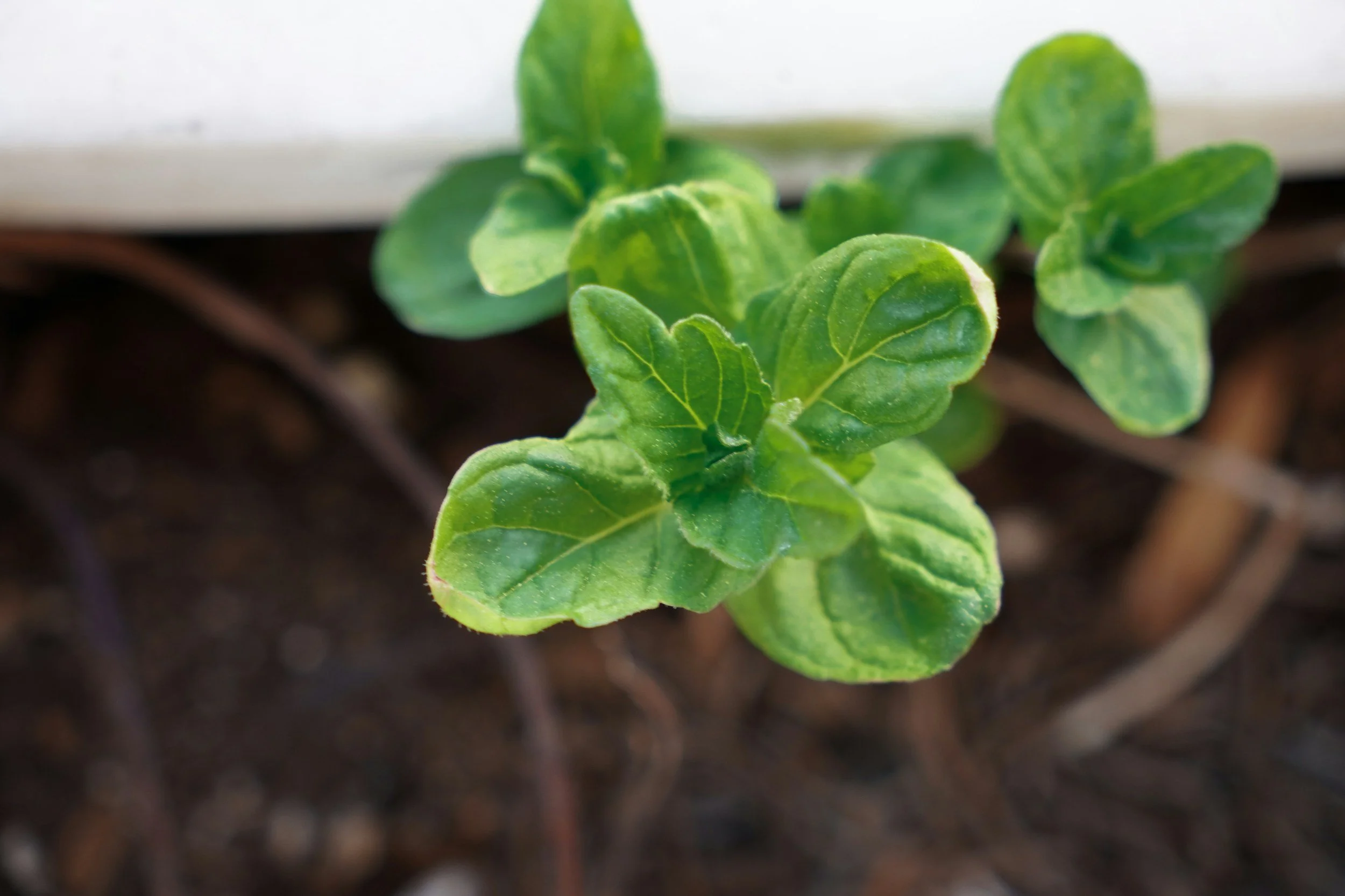 Called Beyond Comfort Luke 5:1-11