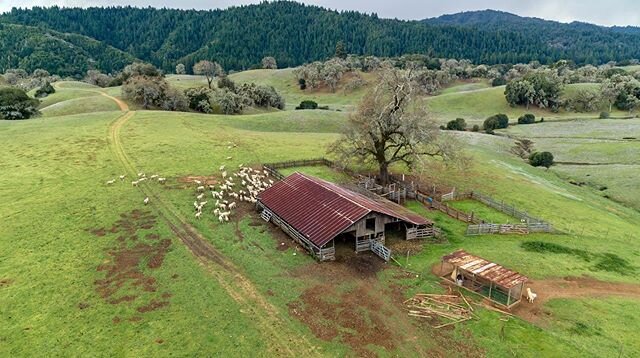 Idlewild vineyards in the rugged mountains of Northern California #Idlewild #Bottleshock #Mendocino #winecountry #piedmontese #piedmontesewine #vineyards #wine #vino @idlewildwines