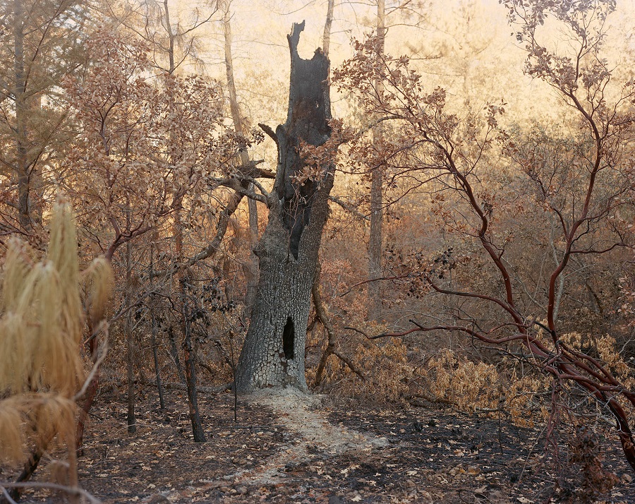 Christine Elfman, Ash , 2015, Pigment print, 40.5 x 51 inches (102.9 x 129.5 cm), Edition of 3 + 2AP