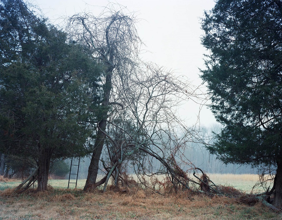  Christine Elfman,  Hollow Horn,  2016, Inkjet print, 16 x 20 inches (40.6 x 50.8 cm), Edition of 3 + 2AP 