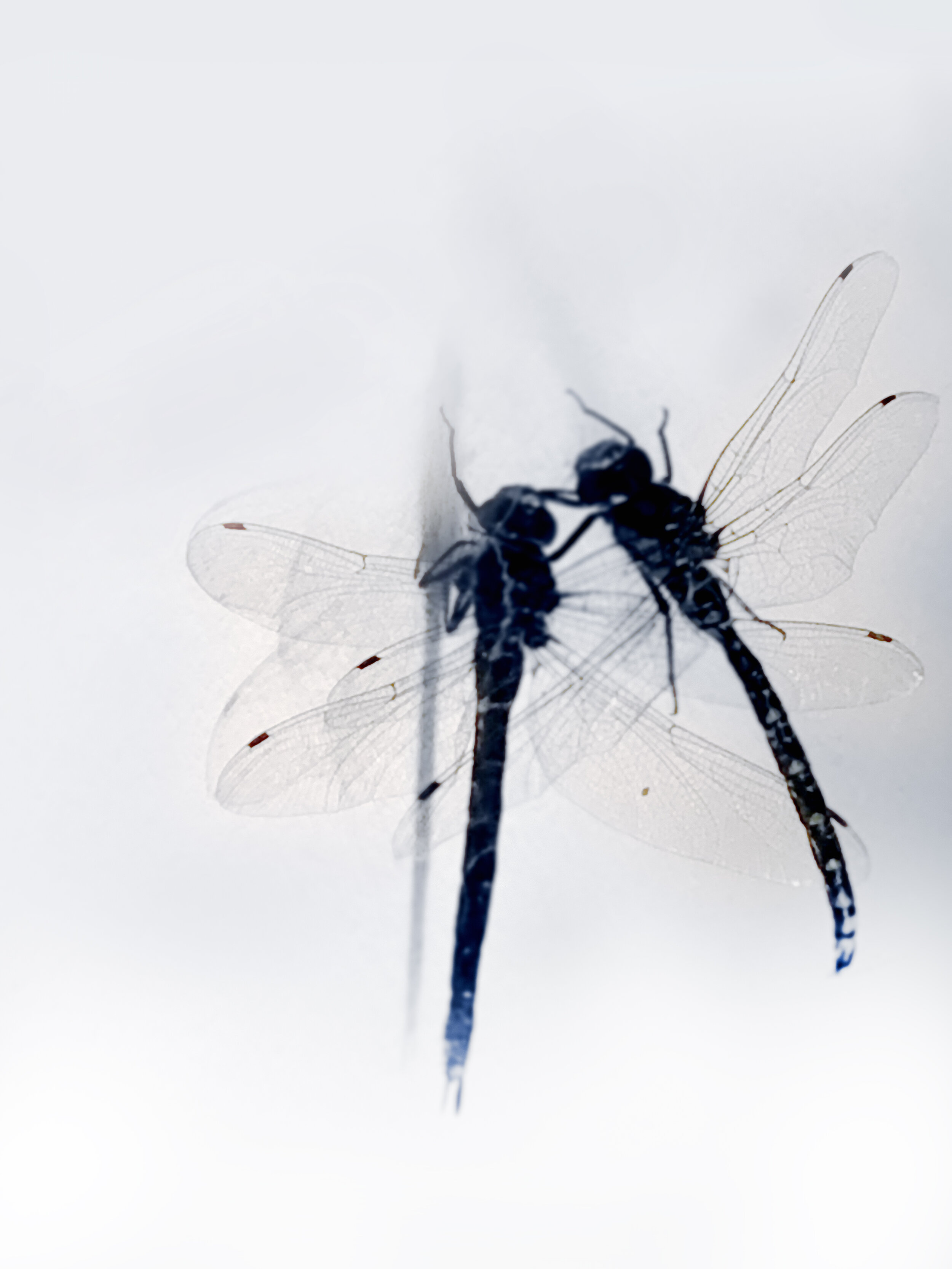  Eva Schlegel,  Untitled (Dragonfly 1) , 2019, inkjet on Hahnemühle Bütten handmade paper, 47 1/4 x 35 2/5 inches (120 x 90 cm), edition of 3 + 2AP 