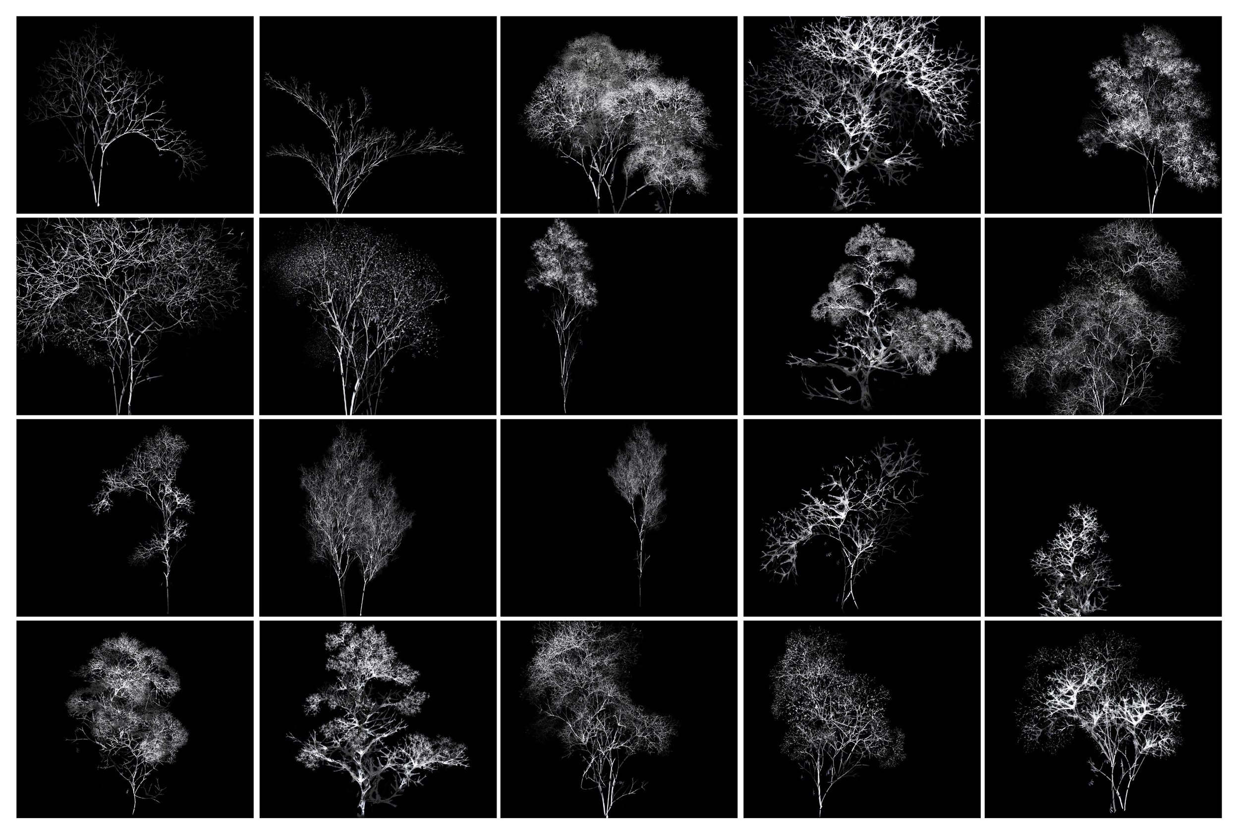  Rohini Devasher,  Arboreal , 2011, set of 20 archival pigment prints, 20 x24 inches each on Hahnemühle Fine Art Baryta paper 