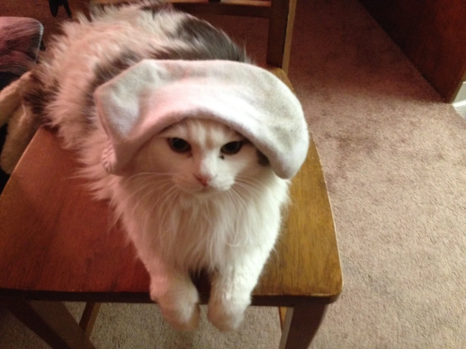 Newbie as sock puppet