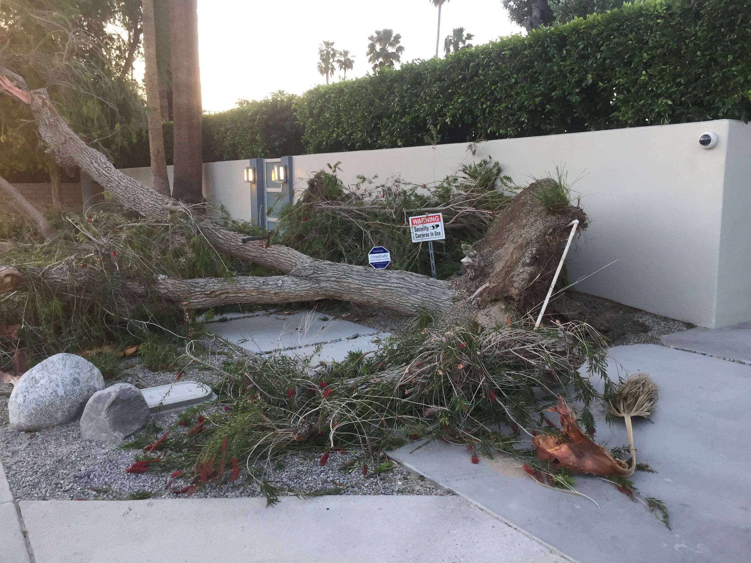 tree damage 2 haboob.JPG