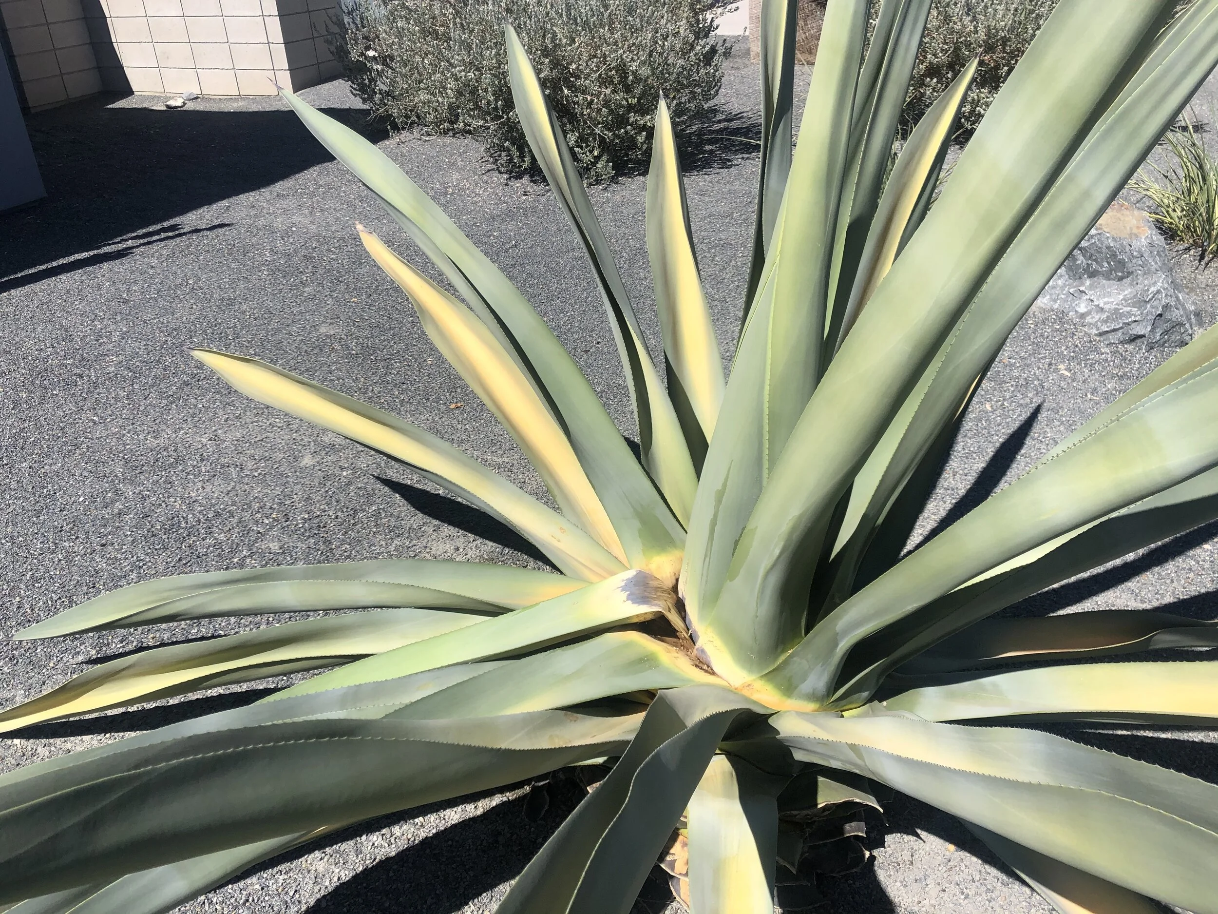 WARNING FOR YOUR YUCCAS! Watch out for the Agave Snout Nosed Beetle