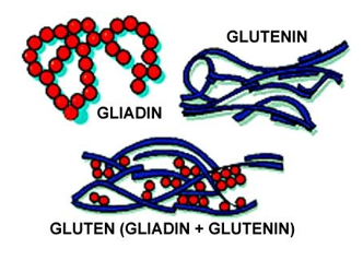 How do they control the amount of protein in flour?