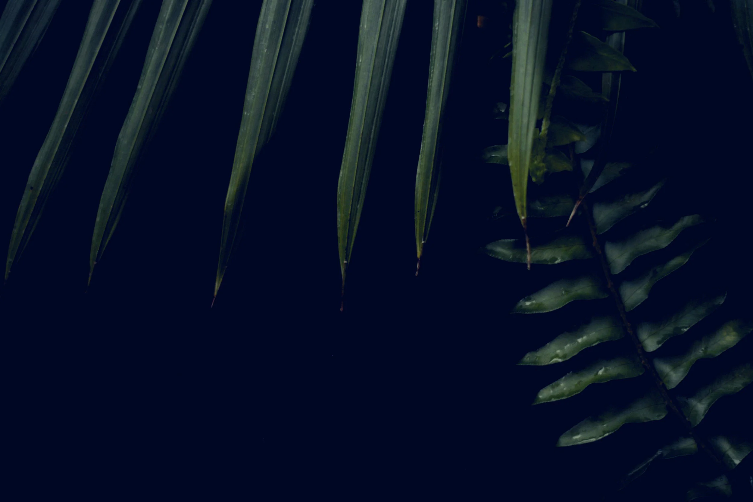 rook_BG.jpg