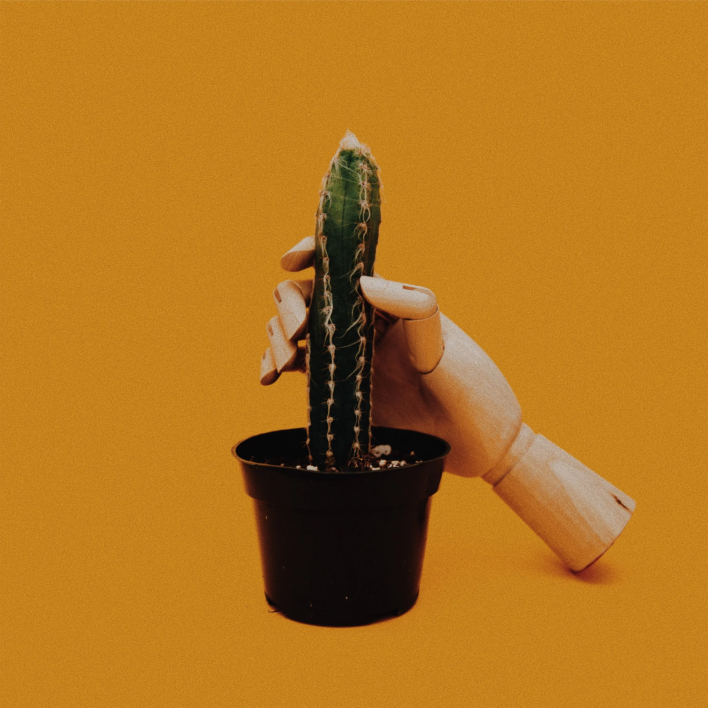 Photo by Charles Deluvio on Unsplash / Edited by Caroline Colvin