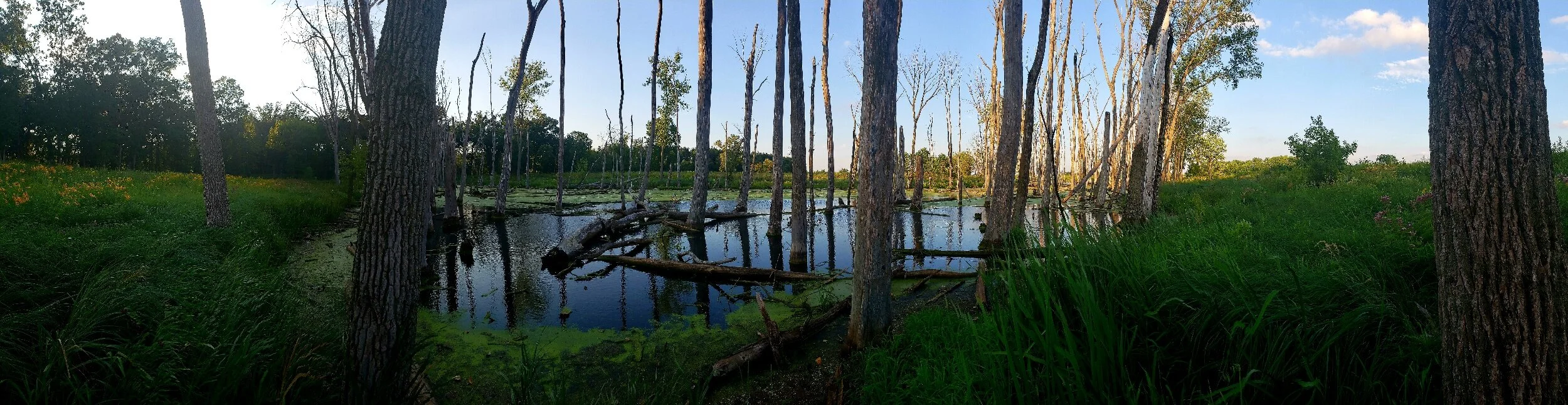 Swamp 2020