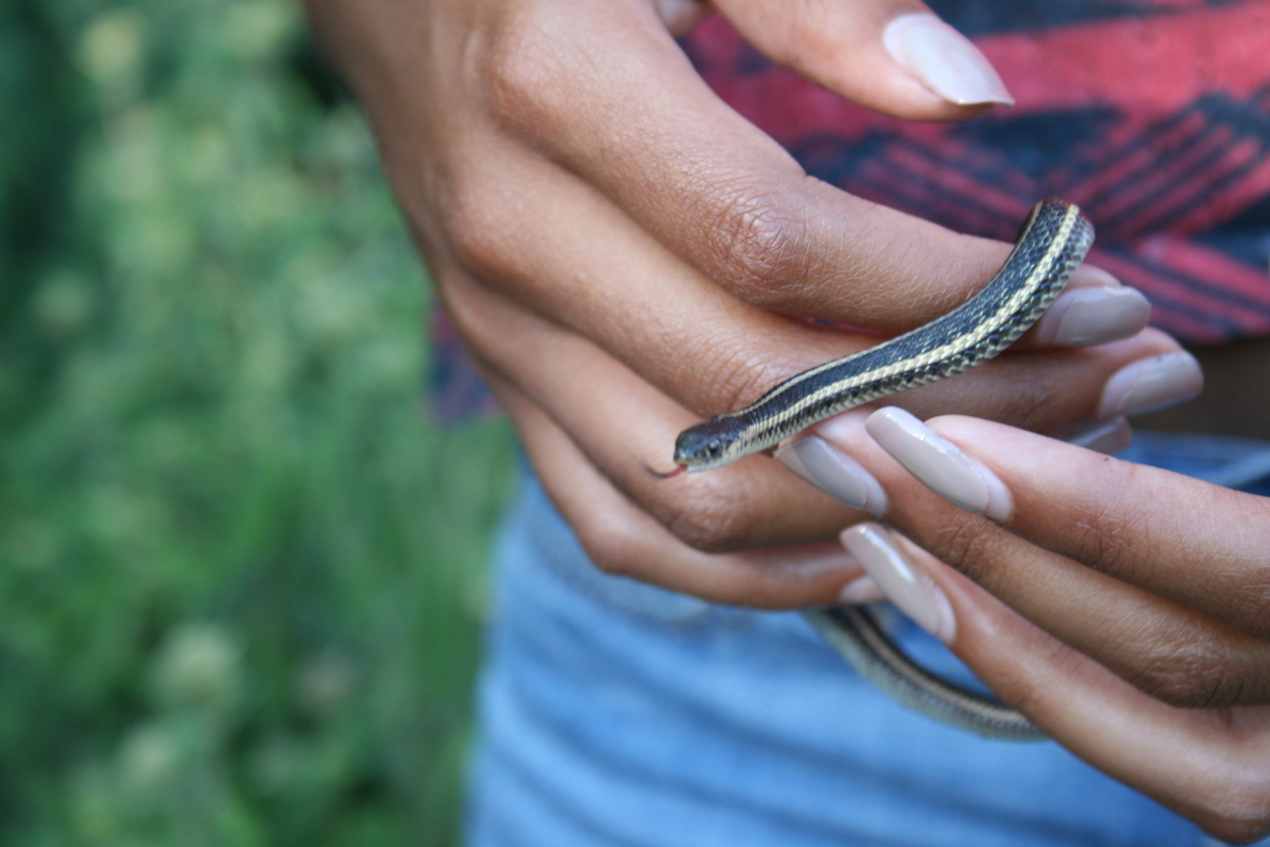  Science report photo of a snake 