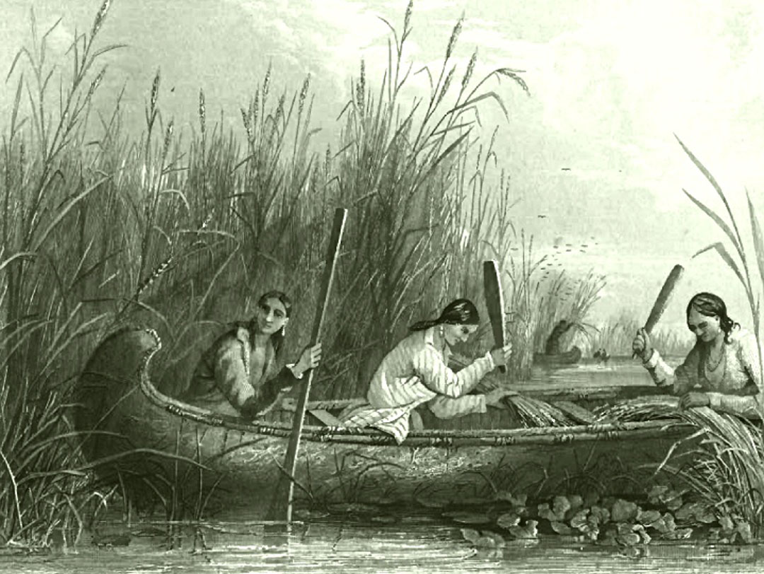wild_rice_harvesting_19th_c.jpg