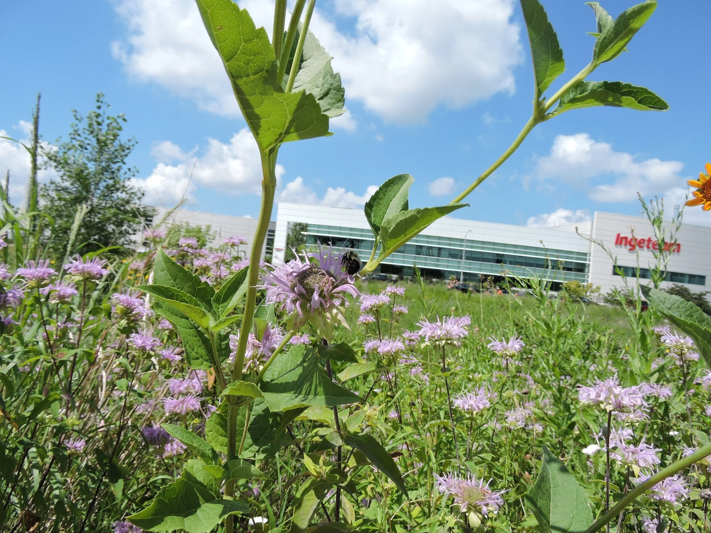 For years The Menomonee Valley was full of vacant buildings and abandoned land, but that’s no longer the case
