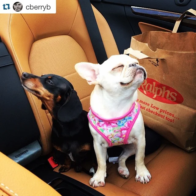 @cberryb with @repostapp.
・・・
Running through the 6 with my woes... 💕🍑✨🍹💁🏾🐾 #youknowhowthatshouldgo #frenchie