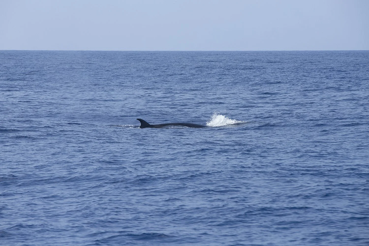 Sei Whale.jpg