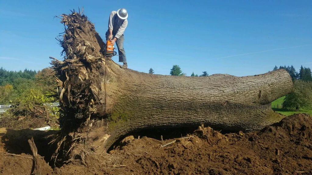  Big Log 