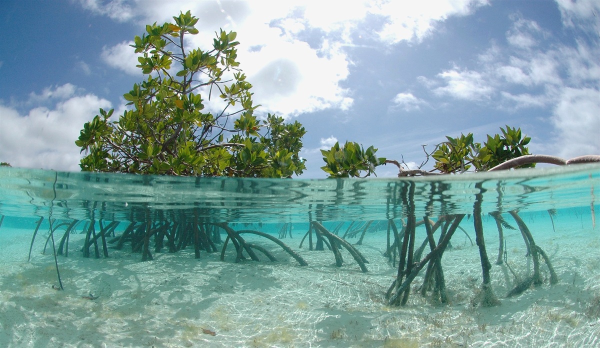 overwashed+mangrove+forest.jpg