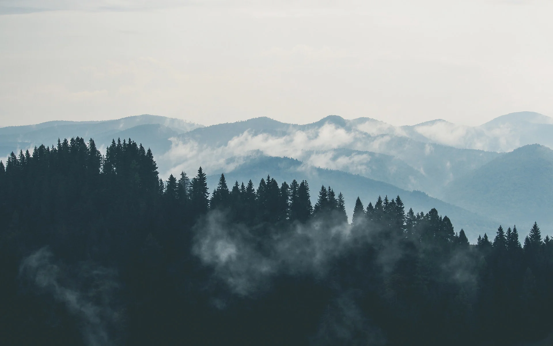 clouds-fog-forest-9754.jpg