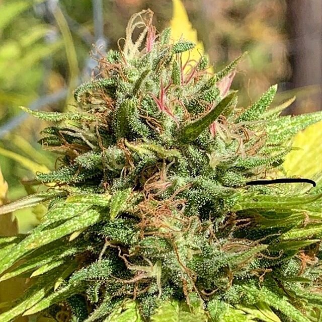 Please meet #SourLily this lady has incredible fragrant floral notes of #Lily a #ReunionIsland x #Congolese African Sativa crossed with the funk, potency and psychoactive high of #SourDiesel BREEDERS @rootdowngenetics &amp; @originalbreedersleague  #