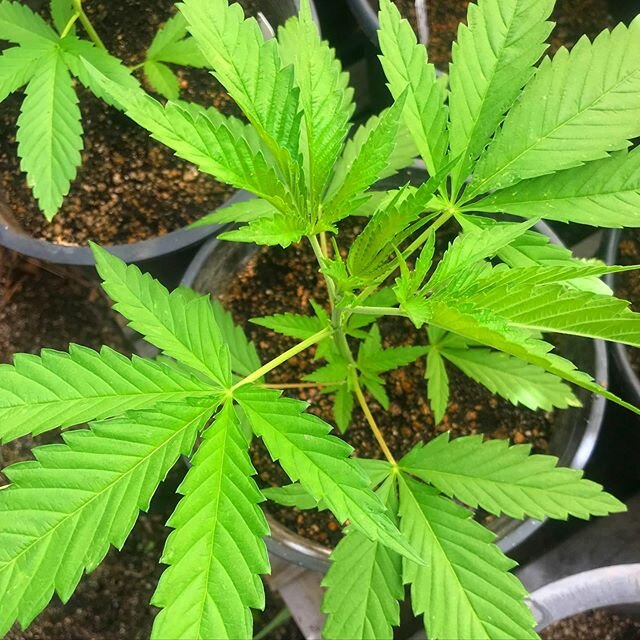 We are excited to work with this #Himilayan #LandRace with it&rsquo;s amazing #THCV properties. #PRESERVELANDRACES #Breeding #OBLintl #genetics #cultivars