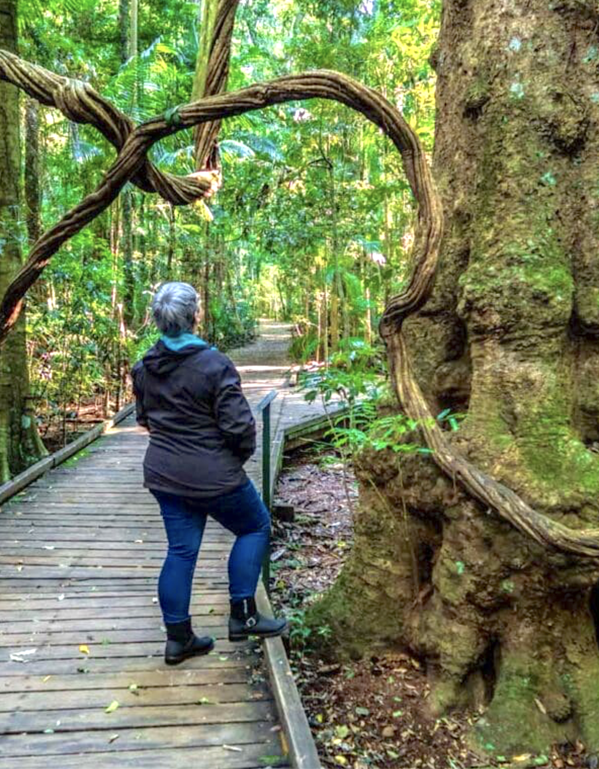 Forest Sunshine Coast.png