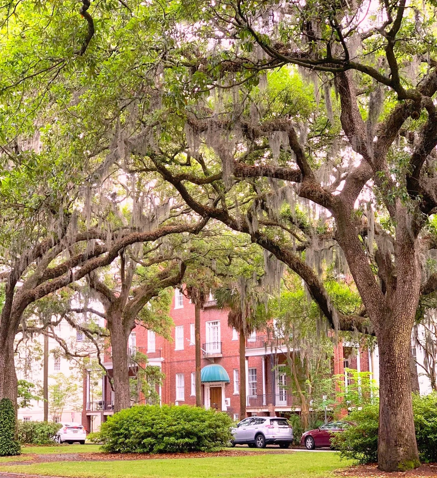 Erin Hill. Ogglethorp St Savannahjpg.jpg