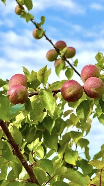 Peaches.jpeg