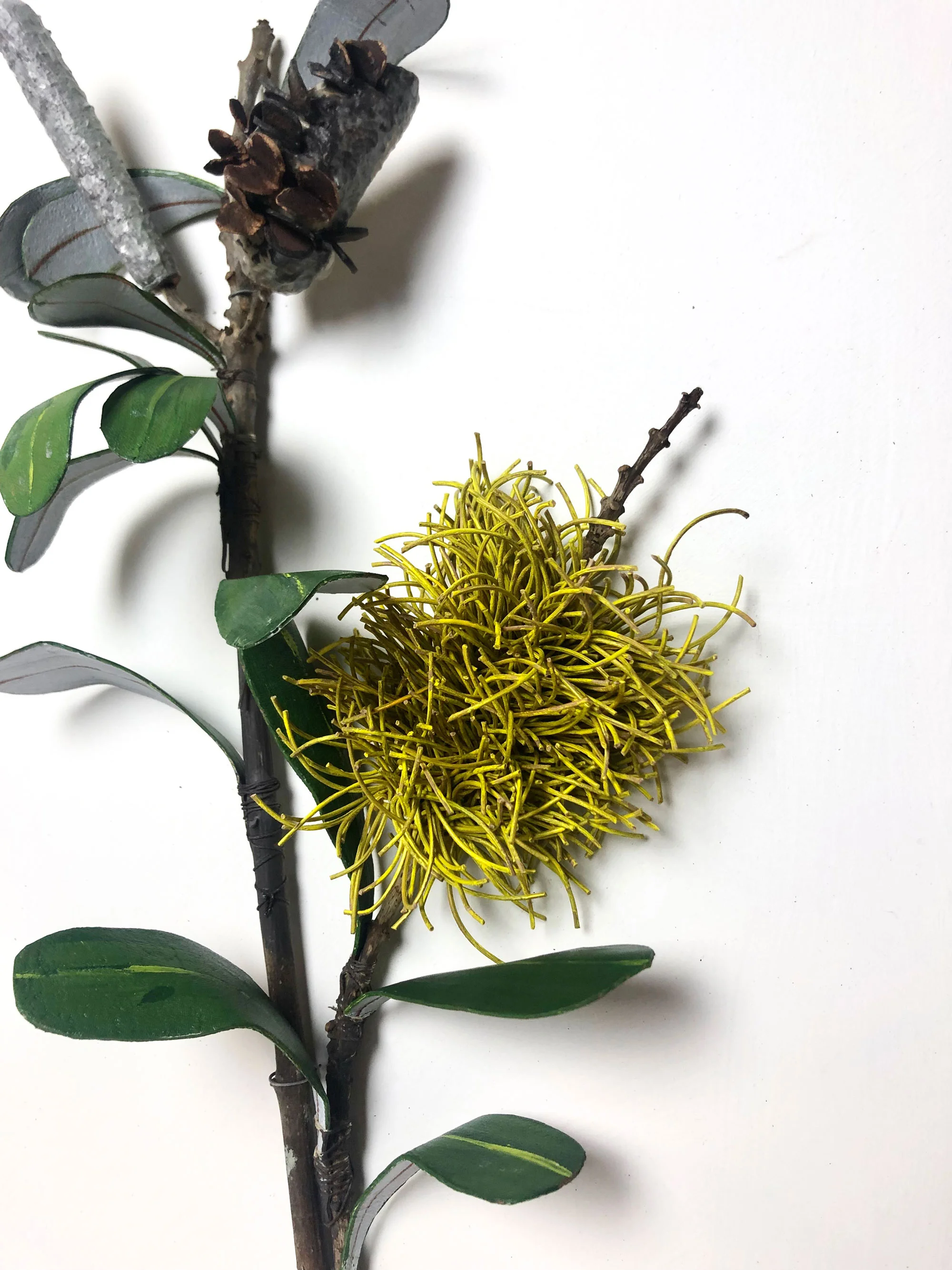 Rose-Anne Russell , Coast Banksia ( Banksia Integrifolia), 2019. Photo: Sonya Moyle.