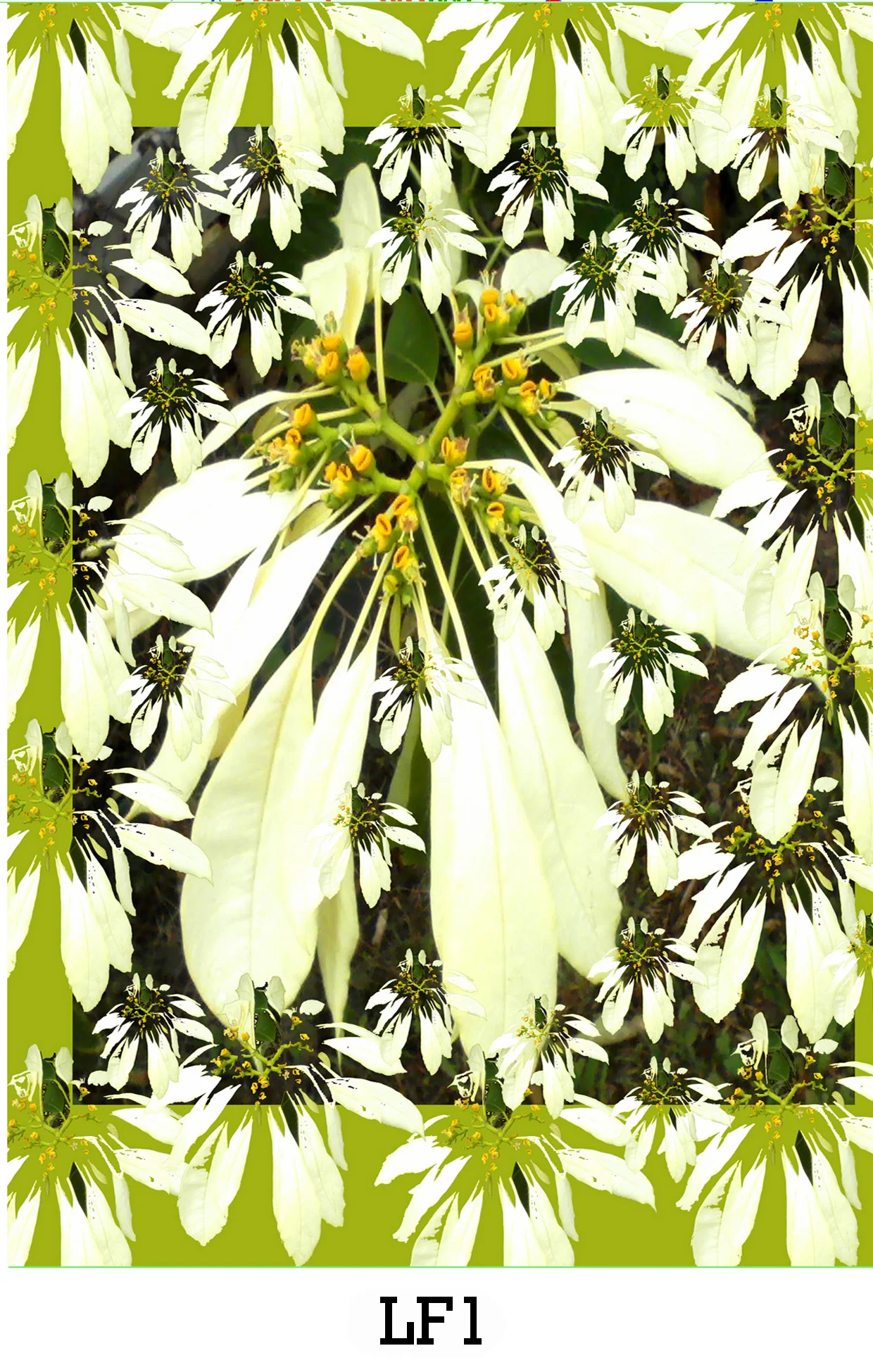 website image LF1.jpg