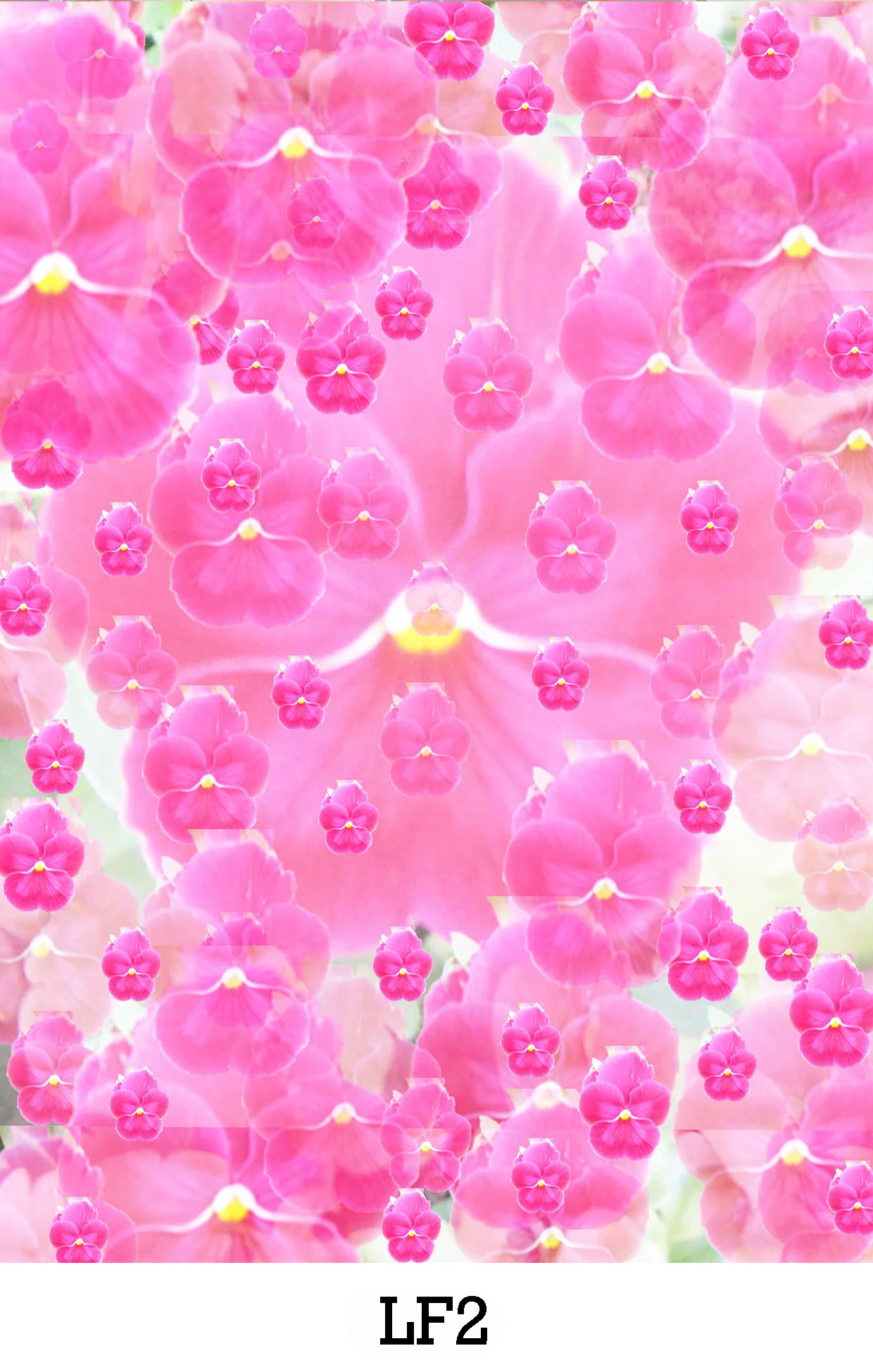 website image LF2.jpg