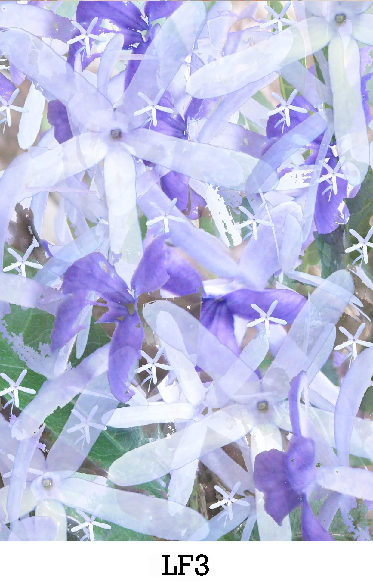 website image LF3 copy.jpg